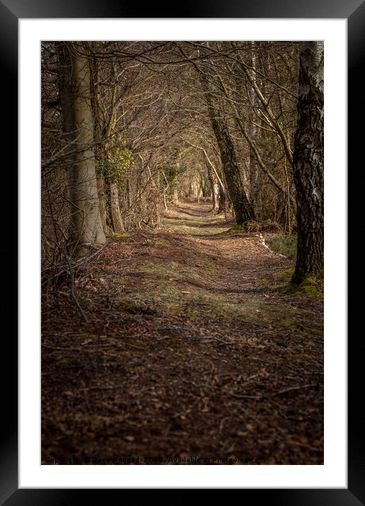 Woodland Canopy Framed Mounted Print by Dave Angood