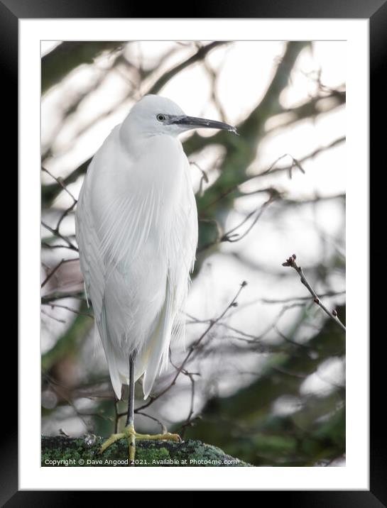 Little Egret Framed Mounted Print by Dave Angood