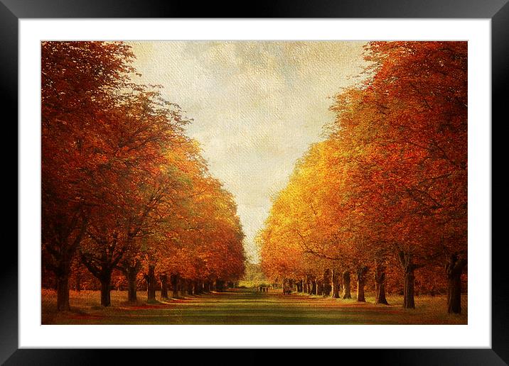 Autumn Avenue Framed Mounted Print by Lesley Mohamad