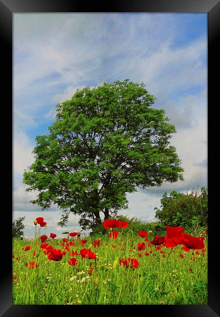 The poppy tree Framed Print by Lesley Mohamad