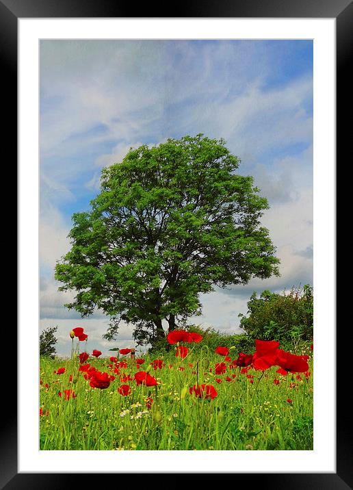 The poppy tree Framed Mounted Print by Lesley Mohamad