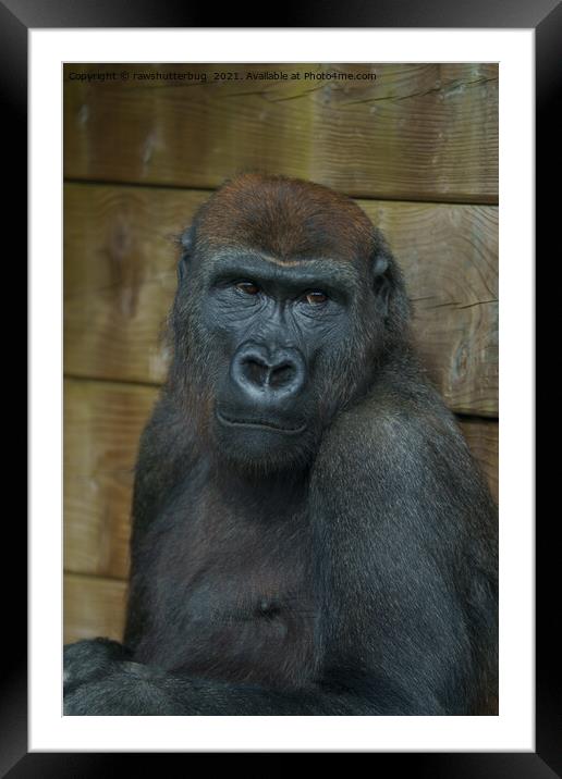 Gorilla Portrait Framed Mounted Print by rawshutterbug 