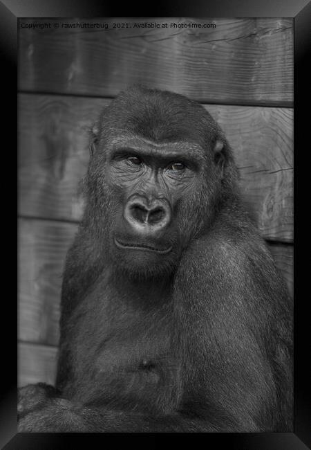Gorilla Portrait Mono Framed Print by rawshutterbug 