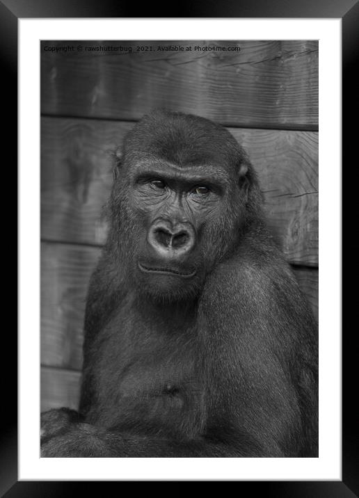 Gorilla Portrait Mono Framed Mounted Print by rawshutterbug 