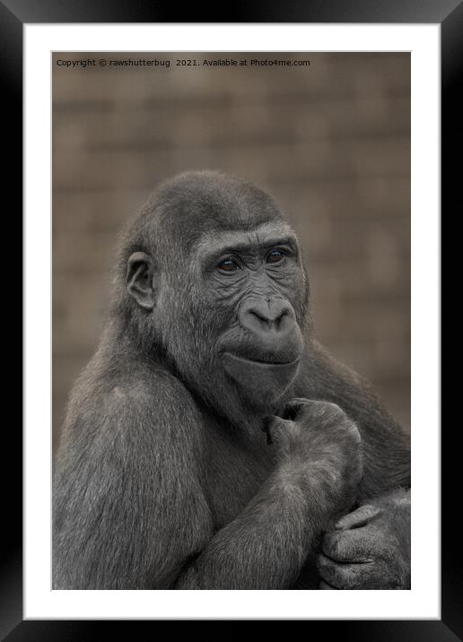 Gorilla Shufai Portrait Framed Mounted Print by rawshutterbug 