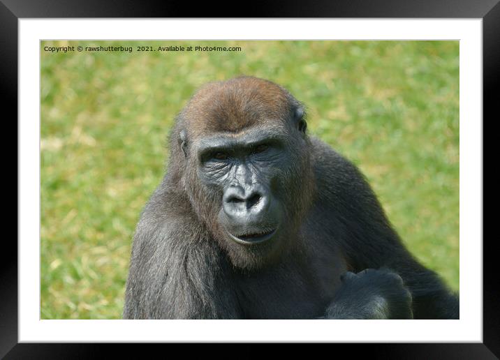 Close-Up Gorilla Framed Mounted Print by rawshutterbug 