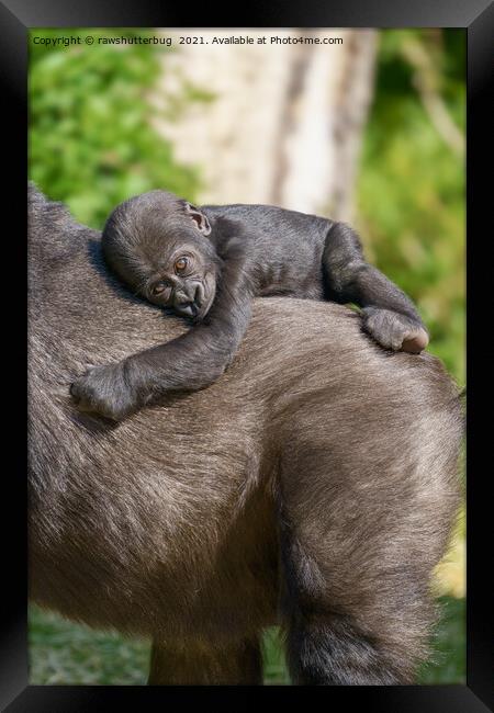 Gorilla Baby Riding On Mum's Back Framed Print by rawshutterbug 