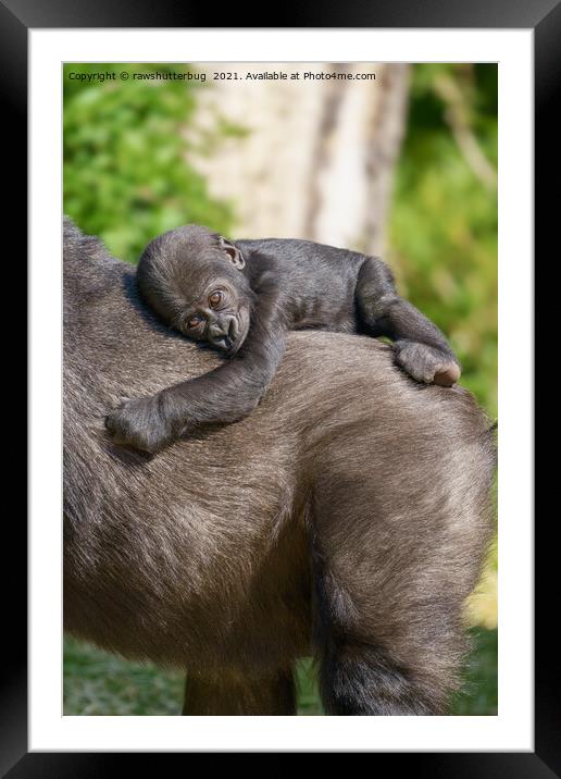 Gorilla Baby Riding On Mum's Back Framed Mounted Print by rawshutterbug 