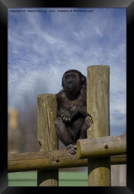gorilla youngster lookout  Framed Print by rawshutterbug 
