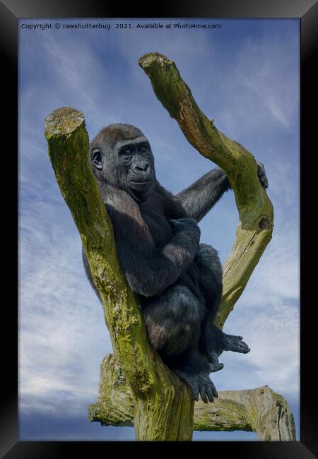 Gorilla Resting On A Tree Framed Print by rawshutterbug 