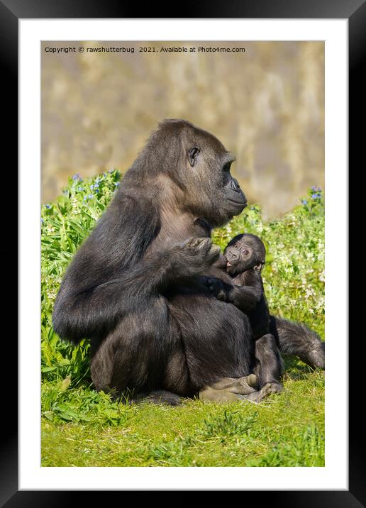 Gorilla Mother And Her Nursing Baby Framed Mounted Print by rawshutterbug 