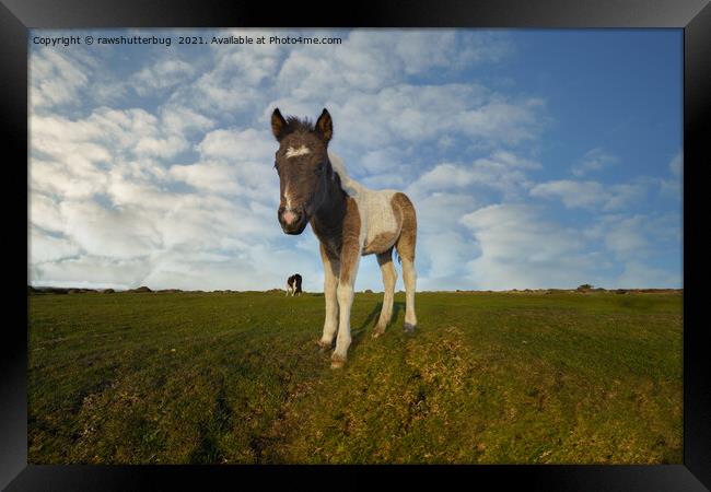 Dartmoor Foal Framed Print by rawshutterbug 