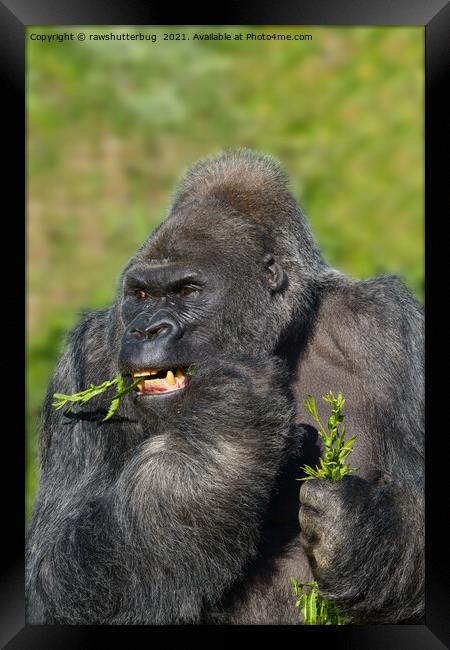 Silverback Gorilla Showing His Teeth While Eating Framed Print by rawshutterbug 