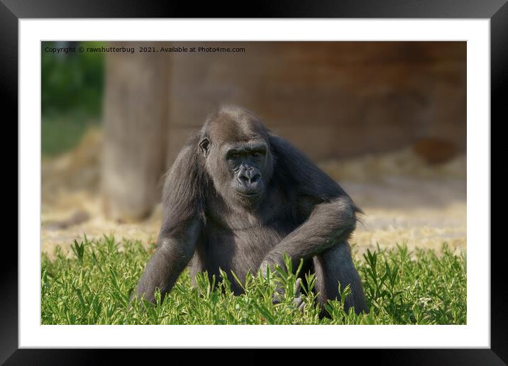 Gorilla Youngster Framed Mounted Print by rawshutterbug 