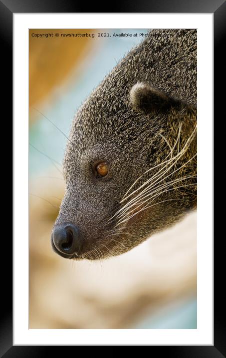 Binturong Side Profile Framed Mounted Print by rawshutterbug 