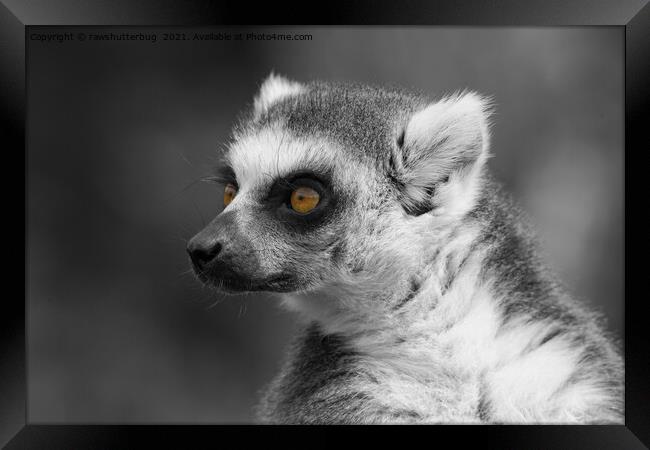 Lemur Close-Up Selective Colouring Framed Print by rawshutterbug 