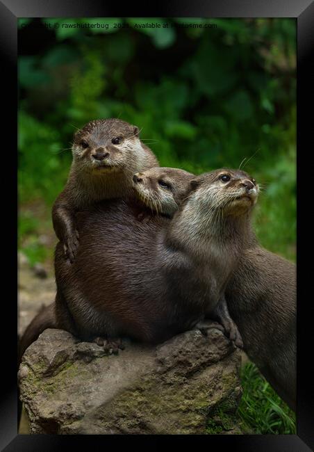 Three Otters Framed Print by rawshutterbug 