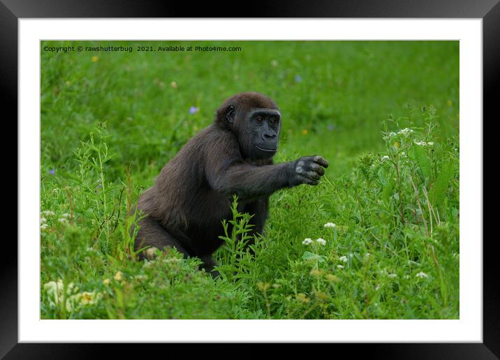Gorilla Reaching Out Framed Mounted Print by rawshutterbug 