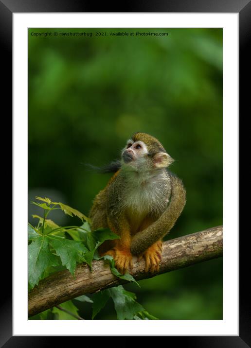 Squirrel monkey Framed Mounted Print by rawshutterbug 