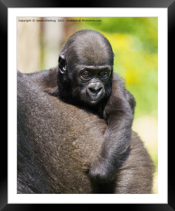 Gorilla Baby Framed Mounted Print by rawshutterbug 