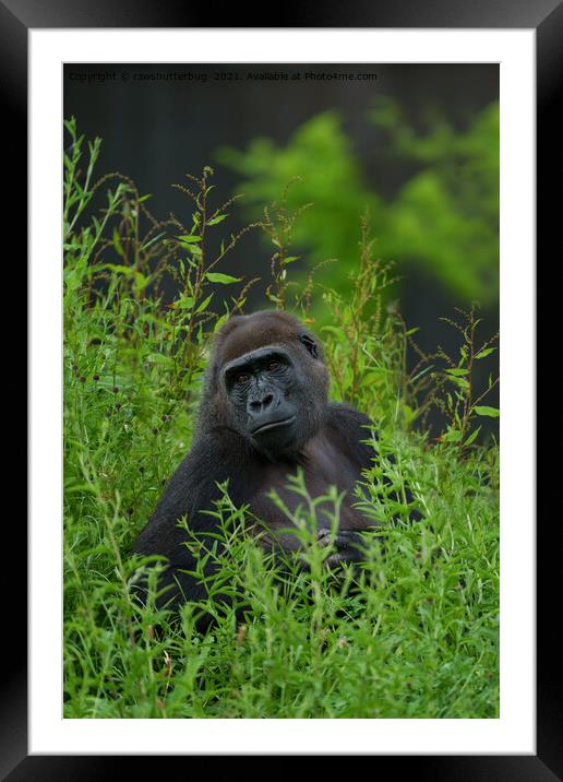 Gorilla In The Grass Framed Mounted Print by rawshutterbug 