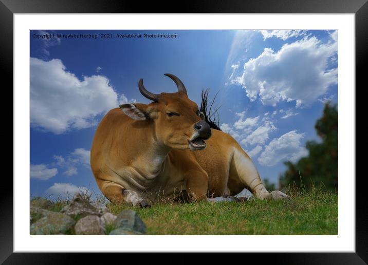 Banteng Cattle Framed Mounted Print by rawshutterbug 