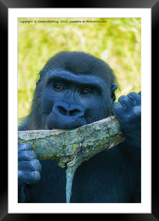 Gorilla Lunch Framed Mounted Print by rawshutterbug 