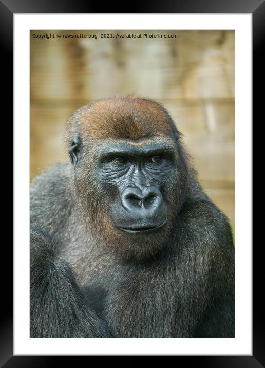 Gorilla Close-Up Framed Mounted Print by rawshutterbug 