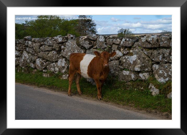 Belted Galloway Cow - Oreo Cow Framed Mounted Print by rawshutterbug 