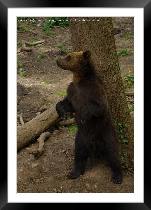 Grizzly Bear Scratching His Back On A Tree Framed Mounted Print by rawshutterbug 