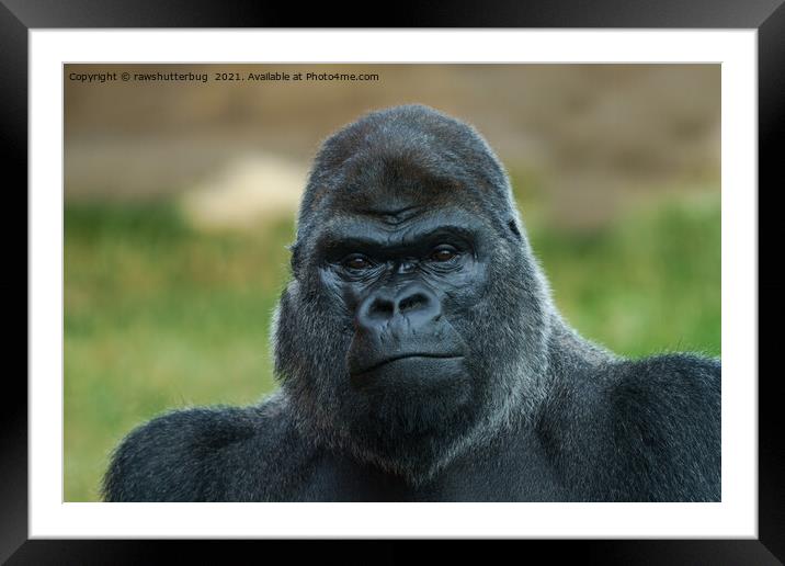 The Boss - The Silverback Framed Mounted Print by rawshutterbug 