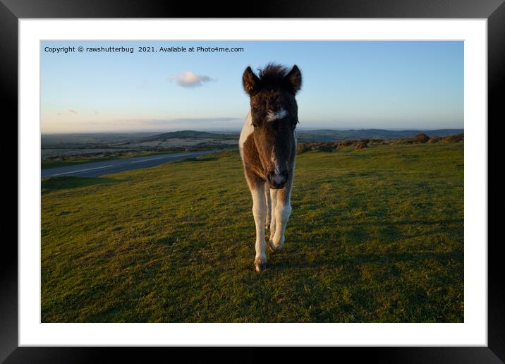 Dartmoor Foal Framed Mounted Print by rawshutterbug 