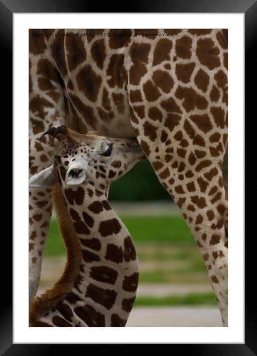Mother and Baby Giraffe Framed Mounted Print by rawshutterbug 