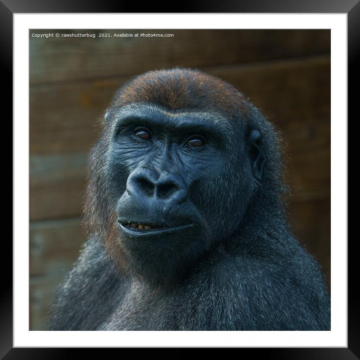 Cheeky Gorilla Grin Framed Mounted Print by rawshutterbug 