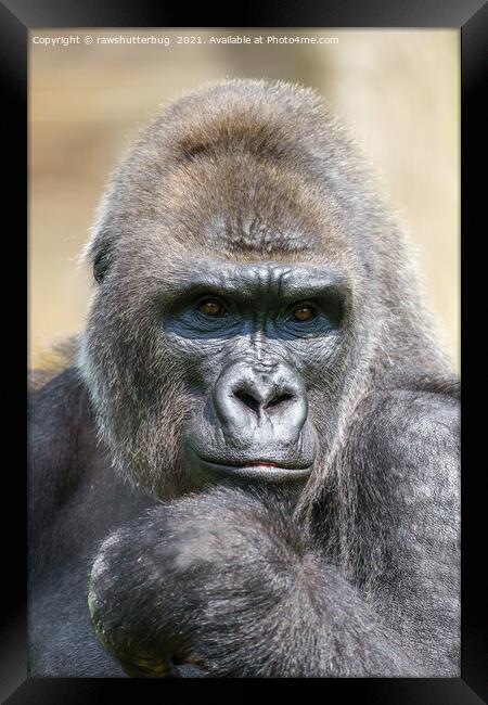 Gorilla Close-Up Portrait Framed Print by rawshutterbug 