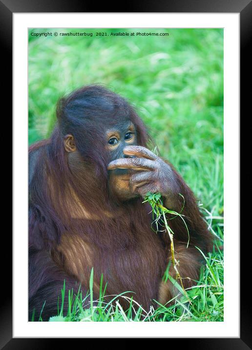 Sneaky Look From The Orangutan Youngster Framed Mounted Print by rawshutterbug 