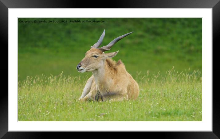 Spiral-horned Antelope Framed Mounted Print by rawshutterbug 