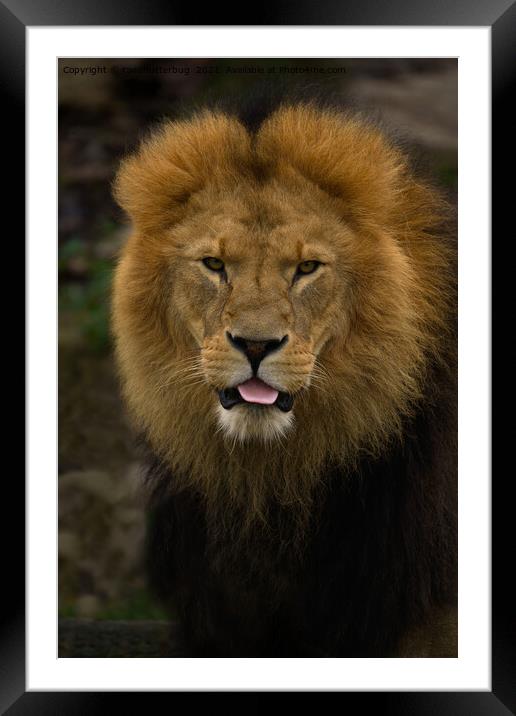 Majestic Lion Sticking Out His Tongue Framed Mounted Print by rawshutterbug 