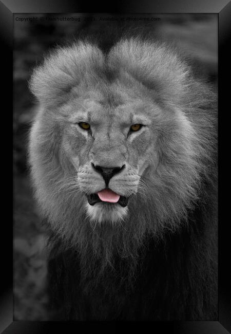Majestic Lion Sticking Out His Tongue  Framed Print by rawshutterbug 