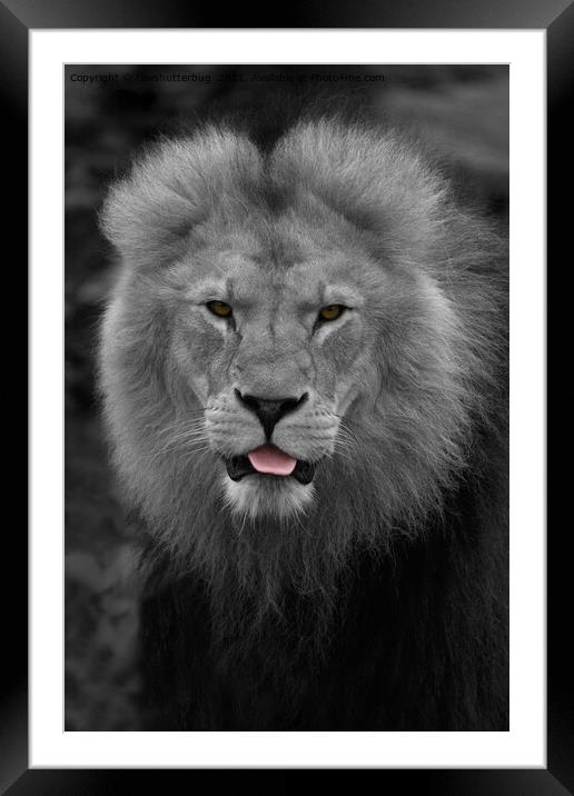 Majestic Lion Sticking Out His Tongue  Framed Mounted Print by rawshutterbug 