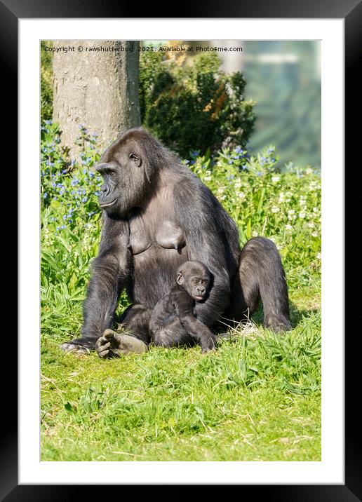Gorilla Baby In Mother's Arm Framed Mounted Print by rawshutterbug 