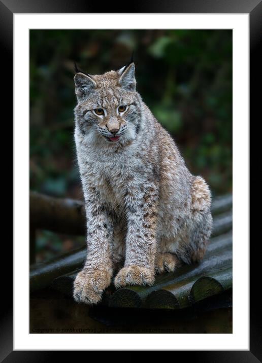Lynx Youngster Sitting In The Rain Framed Mounted Print by rawshutterbug 