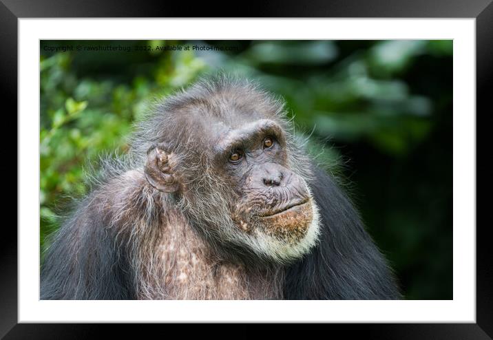 Chimpanzee Framed Mounted Print by rawshutterbug 