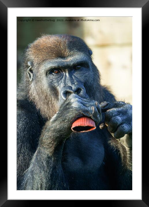 Snacking Gorilla Framed Mounted Print by rawshutterbug 