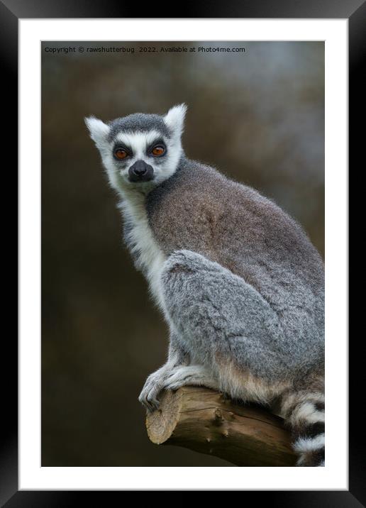 Ring Tailed Lemur Framed Mounted Print by rawshutterbug 