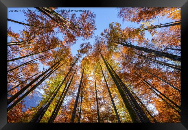 Sun-drenched Autumn Trees Framed Print by rawshutterbug 