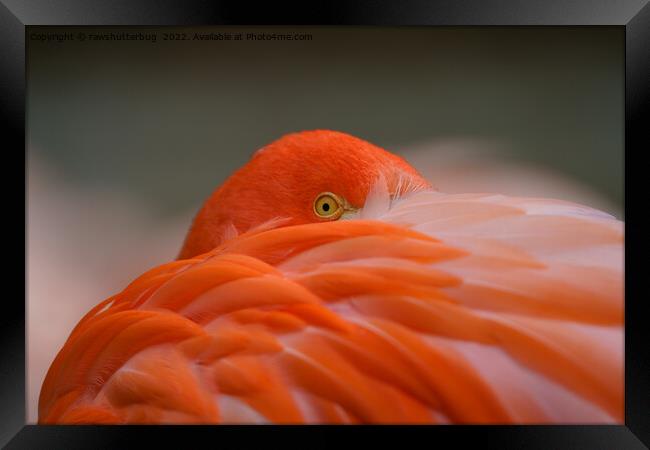 Peeking Flamingo Framed Print by rawshutterbug 