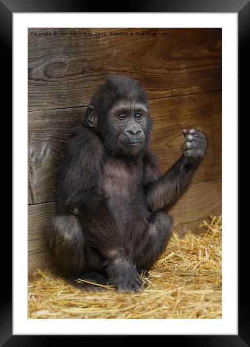 Gorilla Baby Framed Mounted Print by rawshutterbug 