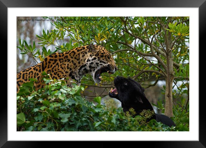 Jaguar Catfight Framed Mounted Print by rawshutterbug 
