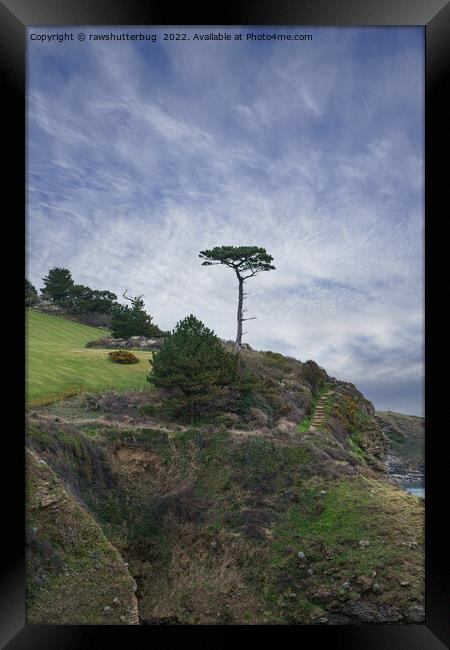 Single Tree At Thatcher Rock Framed Print by rawshutterbug 